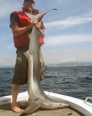 Blue sharks have been sighted in large numbers out in 70m of water.